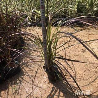 高度30厘米紫叶狼尾草