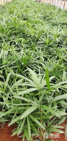 高度40厘米细叶棕竹