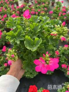 高度20厘米天竺葵