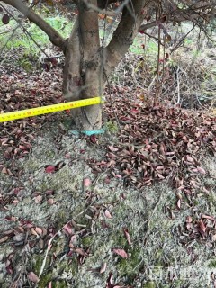 冠幅250厘米红花继木球