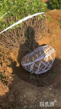 冠幅100厘米海桐球