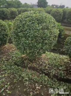 冠幅180厘米金边黄杨球