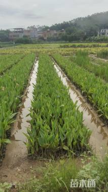 高度50厘米美人蕉