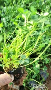 高度30厘米白三叶