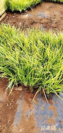 高度25厘米金叶石菖蒲