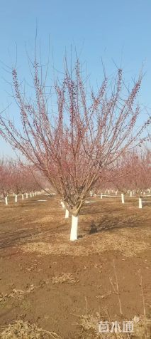 高度500厘米当娜海棠