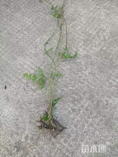 高度50厘米海金沙