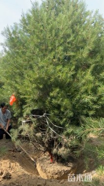 高度500厘米白皮松