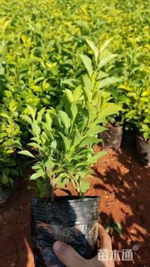 高度30厘米连翘