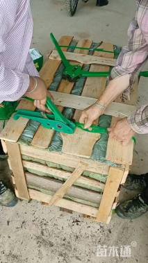 高度20厘米三角梅