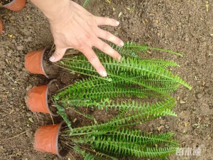 高度40厘米肾蕨