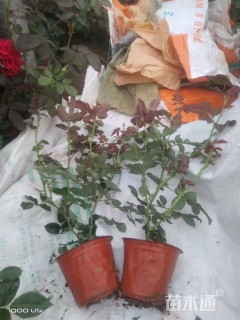 高度30厘米卡罗拉月季