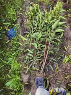 高度100厘米法国冬青