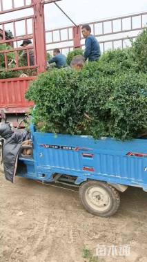 冠幅120厘米小叶女贞球