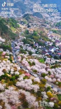 36公分染井吉野樱