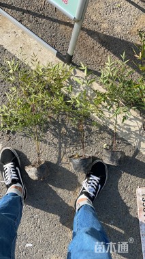 高度40厘米南天竹小苗