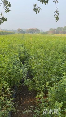 高度60厘米黄刺玫