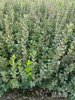 高度50厘米卫矛