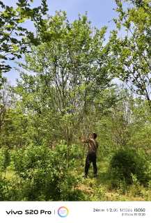 8公分四川红紫薇