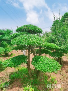造型对节白蜡