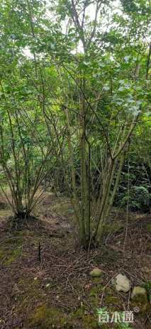 高度250厘米丛生紫薇