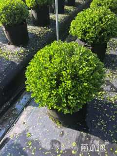 容器苗完美冬青球