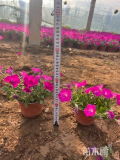 高度20厘米垂钓牵牛