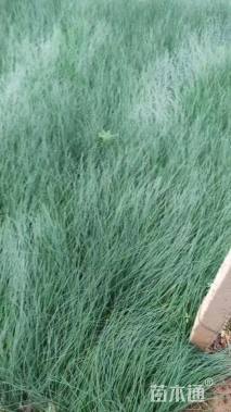 高度25厘米灯心草