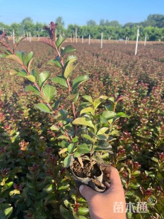 高度30厘米天鹅绒紫薇