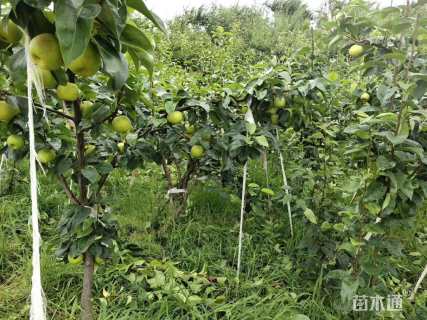1.5公分翠冠梨