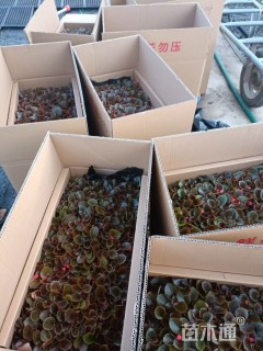 高度6厘米四季海棠