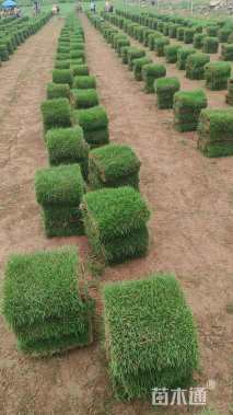 草卷状马尼拉草