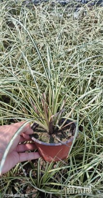 高度20厘米金丝苔草