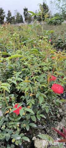 高度30厘米月季