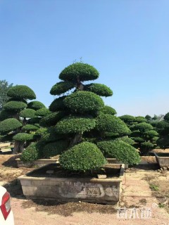 40公分造型对节白蜡