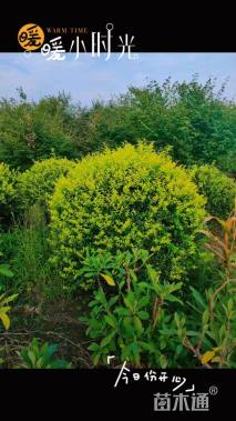 冠幅150厘米金叶女贞球