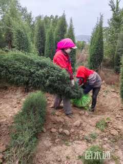 高度300厘米圆柏