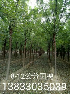 12公分国槐