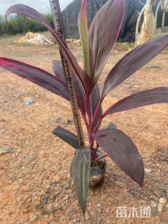 高度25厘米红叶朱蕉