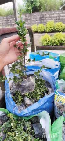 高度20厘米福建茶