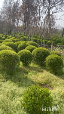 冠幅150厘米小叶女贞球