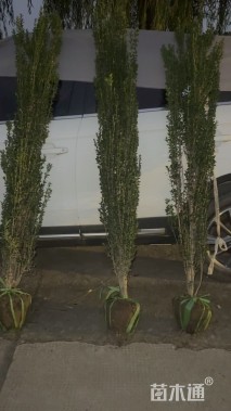 高度180厘米直立冬青