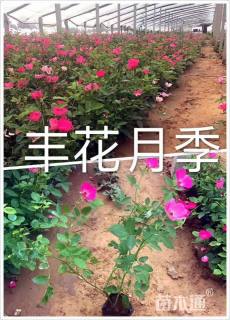 高度20厘米丰花月季