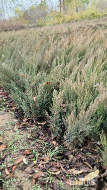 高度30厘米沙地柏