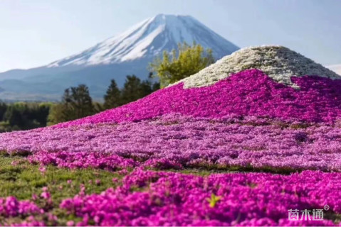 15厘米芝樱