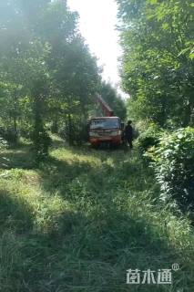 15公分美国红枫