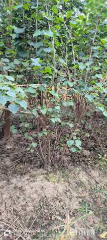 高度200厘米丁香