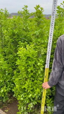 高度140厘米北海道黄杨