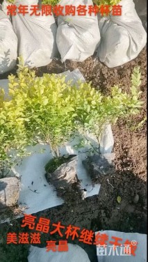 大杯苗亮晶女贞小苗