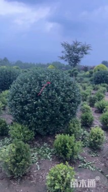 冠幅200厘米胶东卫矛球